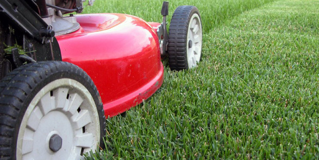 Grass Cutter Lawn Mower