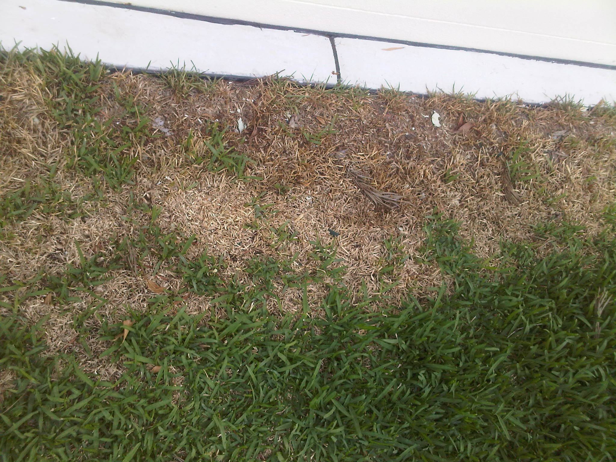 Grub Infested Patchy Lawn